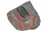 Prone Morocops Trilobite Fossil - Jorf, Morocco #368606-3